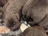Labrador - nuotraukos Nr. 3