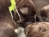 Labrador - nuotraukos Nr. 4