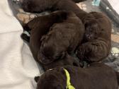 Labrador - nuotraukos Nr. 5