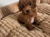Nykštukiniai pudeliai - nuotraukos Nr. 6