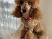 Nykštukiniai pudeliai - nuotraukos Nr. 13