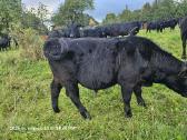 20 vnt angus buliuku - nuotraukos Nr. 3