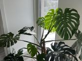 Dvi monsteros, monstera - nuotraukos Nr. 2