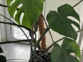 Dvi monsteros, monstera - nuotraukos Nr. 3