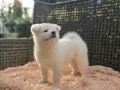 Akita Inu šuniukai - nuotraukos Nr. 2