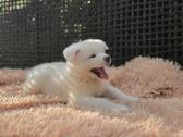 Akita Inu šuniukai - nuotraukos Nr. 3