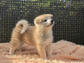 Akita Inu šuniukai - nuotraukos Nr. 5