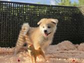 Akita Inu šuniukai - nuotraukos Nr. 6