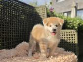 Akita Inu šuniukai - nuotraukos Nr. 7