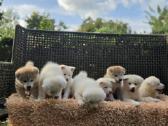 Akita Inu šuniukai - nuotraukos Nr. 8