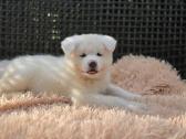 Akita Inu šuniukai - nuotraukos Nr. 9