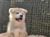 Akita Inu šuniukai - nuotraukos Nr. 10
