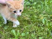 Atiduodami kačiukai į geras rankas! - nuotraukos Nr. 2