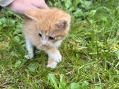Atiduodami kačiukai į geras rankas! - nuotraukos Nr. 3