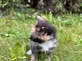 Atiduodami kačiukai į geras rankas! - nuotraukos Nr. 6