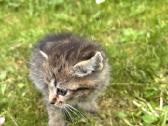 Atiduodami kačiukai į geras rankas! - nuotraukos Nr. 9