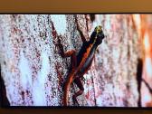 LG 55sm8050 Nanocell 4k Smart TV - nuotraukos Nr. 2