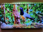 Philips 55pus7906/12 Android TV 4k Ambilight - nuotraukos Nr. 7