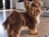 Jorkšyro terjerai Šokoberry spalvos 1 berniukas - nuotraukos Nr. 3