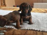 I Nykštukiniai juodi šokoladinei marmurinei - nuotraukos Nr. 2