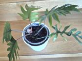 Kambarine gele" Philodendron". - nuotraukos Nr. 3