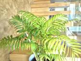 Kambarine gele palme"howea". - nuotraukos Nr. 2
