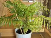 Kambarine gele palme"howea". - nuotraukos Nr. 3