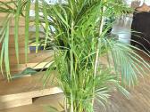 Kambarinę gele-palme 120 cm. - nuotraukos Nr. 2