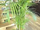 Kambarinę gele-palme 120 cm. - nuotraukos Nr. 3