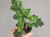 Alocasia Jacklyn - nuotraukos Nr. 2