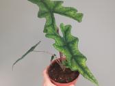 Alocasia Jacklyn - nuotraukos Nr. 2