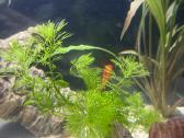 45 litru akvariumas - nuotraukos Nr. 6