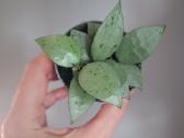Hoya Krohniana Eskimo - nuotraukos Nr. 2