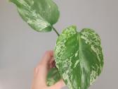 Monstera Bulbasaur - nuotraukos Nr. 2