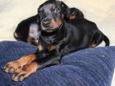 Dobermanu veisles suniukai Su Kilmes dokumentais - nuotraukos Nr. 2