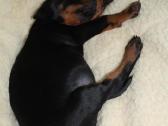 Dobermanu veisles suniukai Su Kilmes dokumentais - nuotraukos Nr. 3