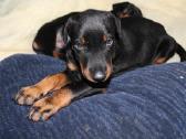 Dobermanu veisles suniukai Su Kilmes dokumentais - nuotraukos Nr. 4