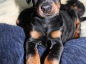 Dobermanu veisles suniukai Su Kilmes dokumentais - nuotraukos Nr. 6