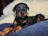 Dobermanu veisles suniukai Su Kilmes dokumentais - nuotraukos Nr. 7
