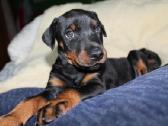 Dobermanu veisles suniukai Su Kilmes dokumentais - nuotraukos Nr. 8