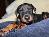Dobermanu veisles suniukai Su Kilmes dokumentais - nuotraukos Nr. 9