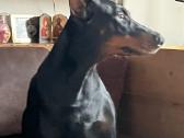 Dobermanu veisles suniukai Su Kilmes dokumentais - nuotraukos Nr. 13