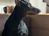 Dobermanu veisles suniukai Su Kilmes dokumentais - nuotraukos Nr. 14