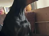 Dobermanu veisles suniukai Su Kilmes dokumentais - nuotraukos Nr. 15