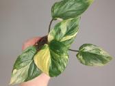 Homalomena Rubescens Aurea Mint - nuotraukos Nr. 2
