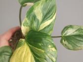 Homalomena Rubescens Aurea Mint - nuotraukos Nr. 3