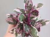 Hemigraphis Alternata - nuotraukos Nr. 2