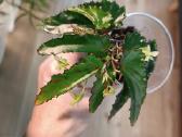 Begonia Pink Dottie - nuotraukos Nr. 2
