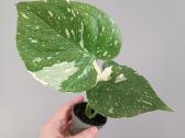 Monstera Deliciosa Thai Constellation - nuotraukos Nr. 2