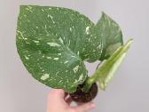 Monstera Deliciosa Thai Constellation - nuotraukos Nr. 3
